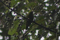 Bolborhynchus lineola