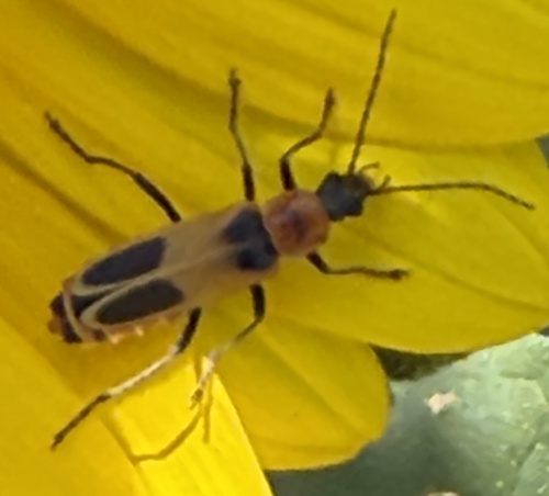 Chauliognathus omissus observed 2026-06-24