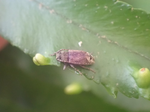 Pterolophia lateripicta observed 2026-06-23