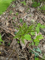 Ligusticum canadense