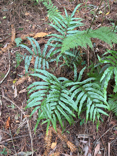 Plagiogyria euphlebia observed 2026-06-28