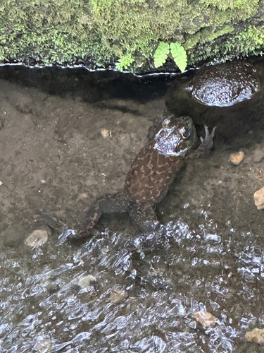 Lithobates catesbeianus observed 2026-06-28