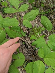 Ligusticum canadense