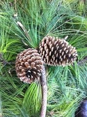 Pinus cooperi