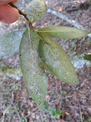 Euthoracaphis umbellulariae