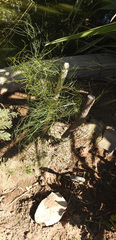 Senna aphylla