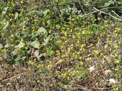 Rumex induratus
