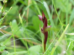 Serapias politisii