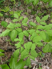 Ligusticum canadense