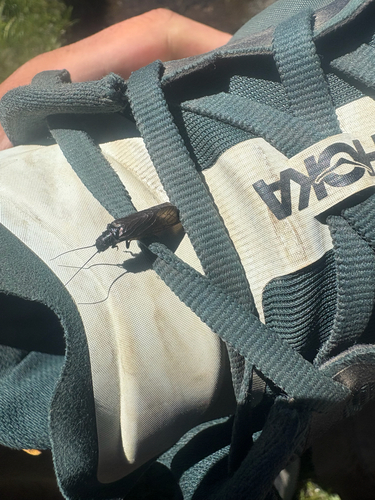 iNaturalist observation photo of Sialis californica species group