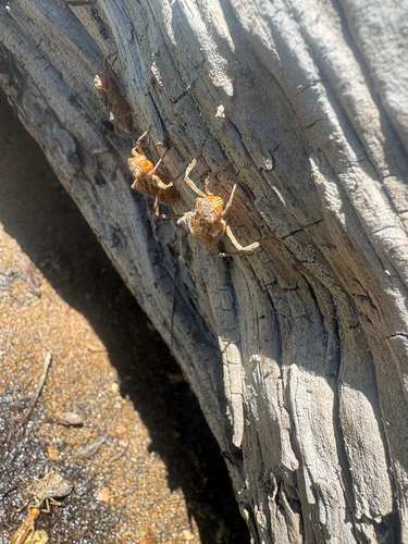 iNaturalist observation photo of Emerald Dragonflies