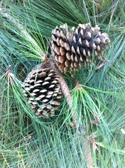 Pinus cooperi