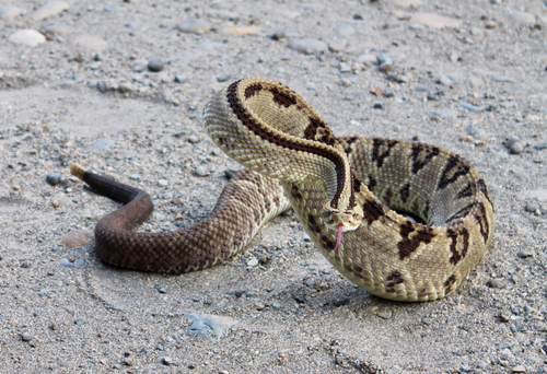 Photo of a Middle American Rattlesnake (Crotalus simus)