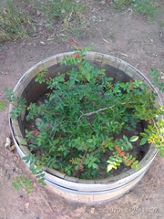 Schinopsis lorentzii