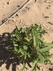 Croton texensis texensis