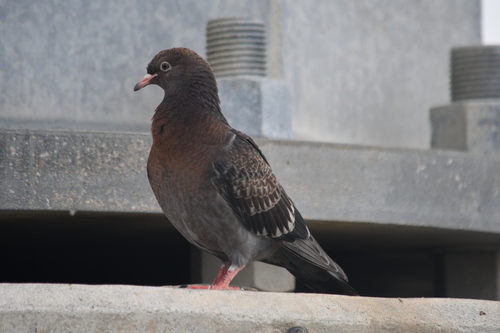 Feral Pigeon photographed in Delaware