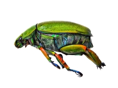 Chrysina adolphi