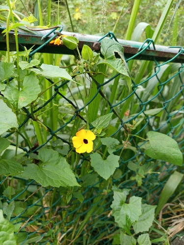 Black-eyed Susan vine