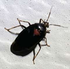 Deraeocoris sayi