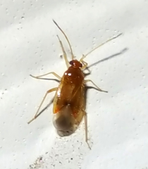 Ceratocapsus