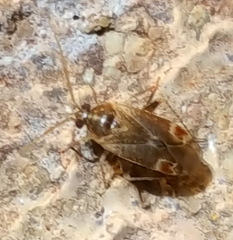 Hamatophylus guttulosus