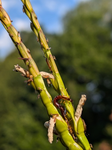 Spine-tailed Earwig photo 6