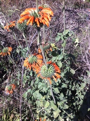 Leonotis nepetifolia