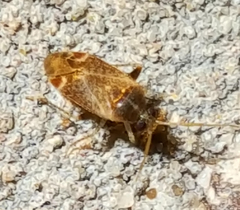 Hamatophylus guttulosus