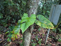 Philodendron ernestii