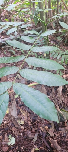 Dysoxylum mollissimum observed 2026-06-29