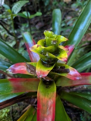 Guzmania squarrosa, photograph (c) Yuri Sofronov, some rights reserved (CC BY)