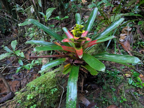 Guzmania squarrosa, photograph 4