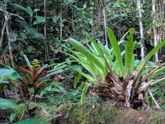 Guzmania squarrosa, photograph (c) Yuri Sofronov, some rights reserved (CC BY)