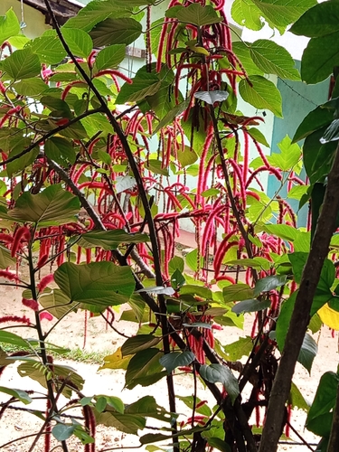 Chenille-plant