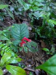 Centropogon fimbriatulus (Centropogon fimbriatulus)