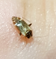 Hamatophylus guttulosus