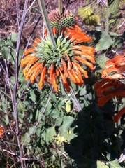 Leonotis nepetifolia