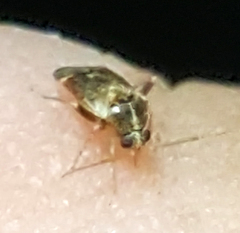 Hamatophylus guttulosus