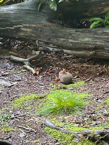 Appalachian Cottontail observed by terraccia
