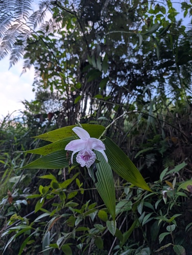 Sobralia rosea, photograph 6