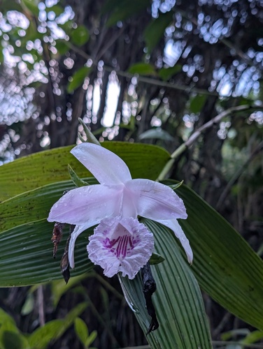 Sobralia rosea, photograph 5