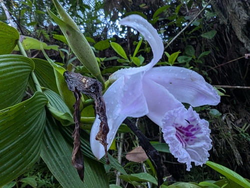 Sobralia rosea, photograph 4