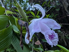 (c) Yuri Sofronov, some rights reserved (CC BY) Sobralia rosea, photograph (c) Yuri Sofronov, some rights reserved (CC BY)