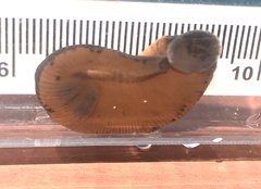 Macrobdella