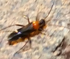 Pseudoxenetus regalis