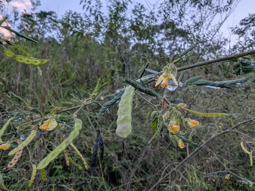 Aeschynomene americana, photograph 2