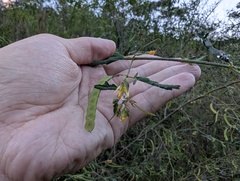 Aeschynomene americana, photograph (c) Yuri Sofronov, some rights reserved (CC BY)
