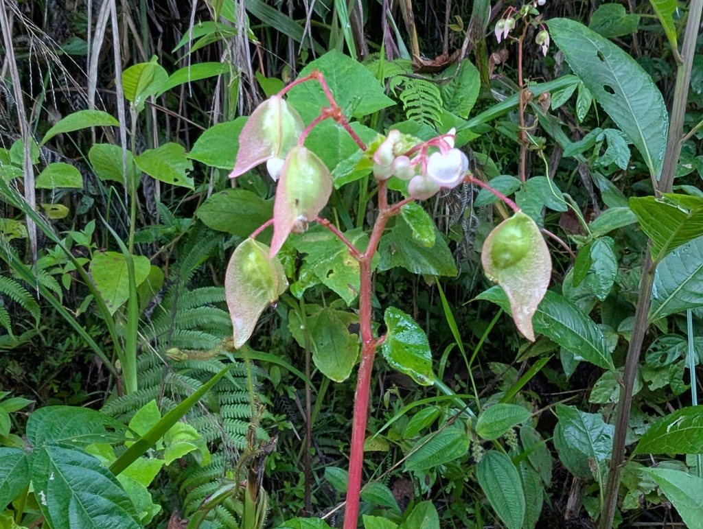 Begonia fischeri; photograph (c) Yuri Sofronov, some rights reserved (CC BY)