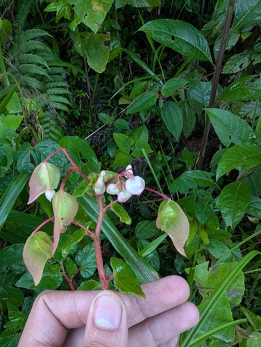Begonia fischeri, photograph 1