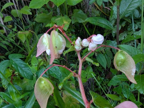 Begonia fischeri, photograph 2